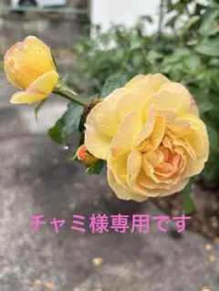 チャミ様専用です