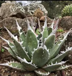 ジェレミー ハイブリッド　シャウィーオテロイ子株 ジェレミー ハイブリッドアガベ シャウィーオテロイ子株 葉挿し