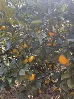 yo yo様専用出品箱込み9キロ