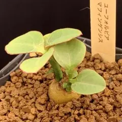 開花中 マフィンゲンシス ユーフォルビア モナデニウム 多肉植物 塊根