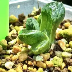 ムチカ錦　超美株　ハオルチア　観葉植物　2のサムネイル