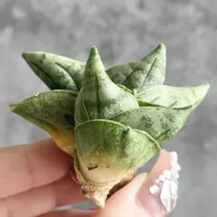 2025年最新】サンスベリア サンセベリア 観葉植物の人気アイテム