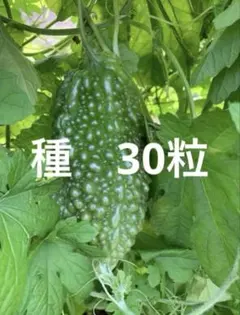 トッシー様 リクエスト 2点 まとめ商品