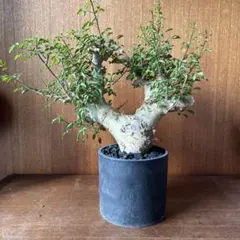 c*o様 【ゲリラ出品】2025/3/27到着！ コミフォラ カタフ WILD種 T*s様 【ゲリラ出品】2025/3/27到着！ コミフォラ カタフ WILD種