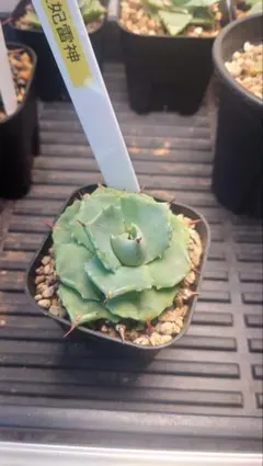多肉植物 青鬼 - メルカリ