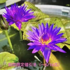 熱帯スイレン ティナ 発芽バルブ No. 16 ／ 熱帯睡蓮 - メルカリ