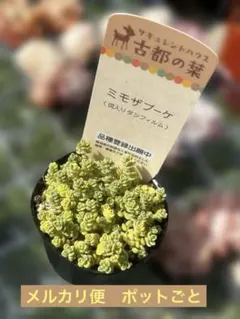 2026年最新】古都の葉さんの人気アイテム - メルカリ