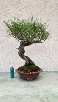 五葉松　株立　石付き　盆栽　練り鞍馬石　盆景　樹高73㎝ 五葉松 株立 石付き 盆栽 練り鞍馬石 盆景 樹高73㎝ - メルカリ