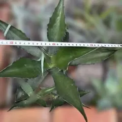 アガベ・インアクイデンス（Agave inaequidens）45～50株 - メルカリ
