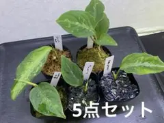 超希少‼️アンスリウム 斑入（メガトロン×ドミノ）×ミシェル 実生苗1枚