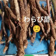 2026年最新】わらび 苗の人気アイテム - メルカリ