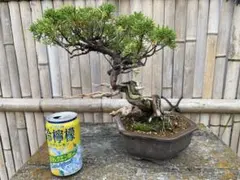 皐月(金彩)かなり年数持ち込み古い - メルカリ