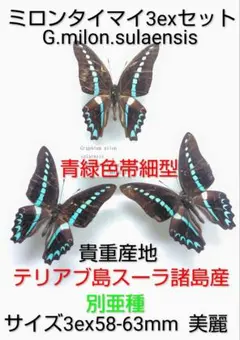ヒイロツマベニチョウ♂♀ 標本 ☆ケラング島産☆入荷少ない島極美麗