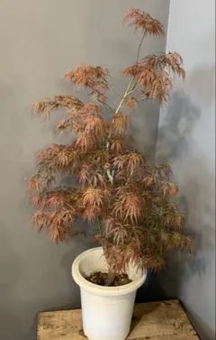モミジ 夕暮 鉢植え 苗木 H1.1m前後 イロハモミジ ヤマモミジ カエデ