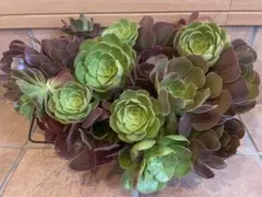 2025年最新】アエオニウム サラダボールの人気アイテム - メルカリ