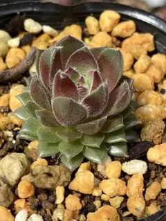 うさこ311様 リクエスト 2点 まとめ商品