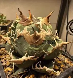 2026年最新】agaveの人気アイテム - メルカリ