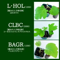 2026年最新】穂木 イチジクの人気アイテム - メルカリ