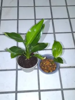 近日中　再画像アップ予定　ストレチア　オーガスタ ストレリチア 黒ポット発送 近日中 再画像アップ予定 ストレチア オーガスタ ストレリチア 黒