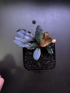 2026年最新】ブセファランドラ ブラックの人気アイテム - メルカリ