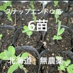 スナップえんどう苗、6本、お試し♡土、お水にこだわっています。包装