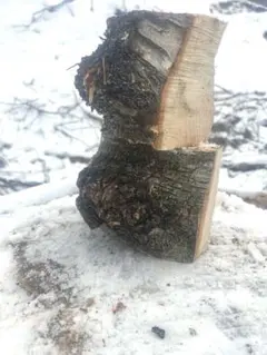 Item thumbnail for item 5e32d6e7-5952-4c70-8bd4-56202ddbb71e