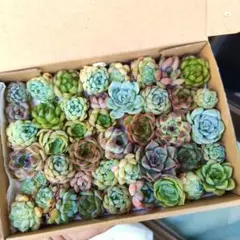 小苗　箱いっぱいセット✨多肉植物　エケベリア　寄せ植えに!のサムネイル