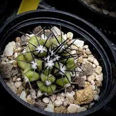 2026年最新】copiapoaの人気アイテム - メルカリ