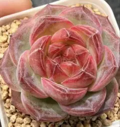 新入荷　赤魔王　エケベリア　多肉植物　1苗 新入荷 赤魔王 エケベリア 多肉植物 1苗 - メルカリ