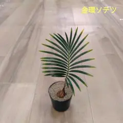 2025年最新】黄金ソテツの人気アイテム - メルカリ