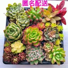 多肉植物カット苗セット（L）マジックジャムゴールド入り12品種