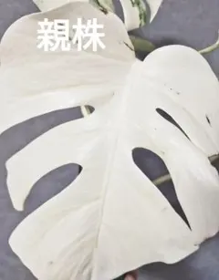 2026年最新】ホワイトモンステラの人気アイテム - メルカリ