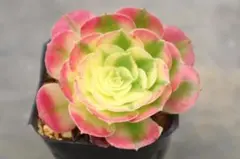 97#観葉植物アエオニウム錦❤️サラダボール中斑錦❤️韶華❤️1大頭