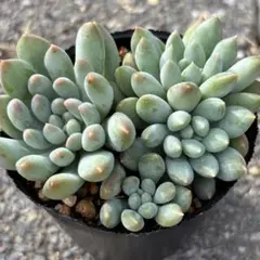 がーべら様 リクエスト 2点 まとめ商品