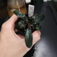 専用 Bucephalandra sp. Black herrykafa - メルカリ