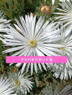 2026年最新】マツバギク 白の人気アイテム - メルカリ