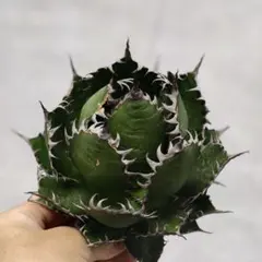 2025年最新】ホリダ アガベの人気アイテム - メルカリ