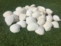白い貝殻 約20枚セット