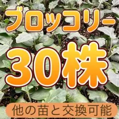 値下げブロッコリー 育苗中農薬不使用