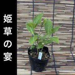 ゆっきぃ様 リクエスト 2点 まとめ商品