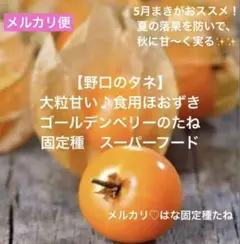 匿名【野口のタネ】食用ほおずき 5粒 固定種 ゴールデンベリー 音叉で元氣な種✨のサムネイル