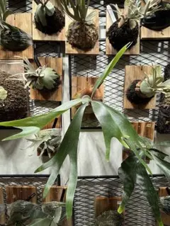 2026年最新】ウェンディフランクの人気アイテム - メルカリ