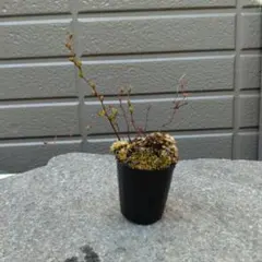 チーズ様 リクエスト 5点 まとめ商品