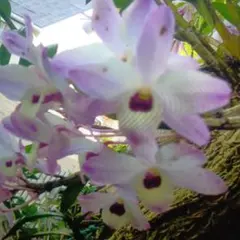 デンドロビウム 高芽苗5本のサムネイル