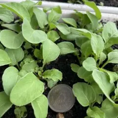【無農薬栽培】ルッコラ苗 5株 家庭菜園・ベランダ菜園のサムネイル
