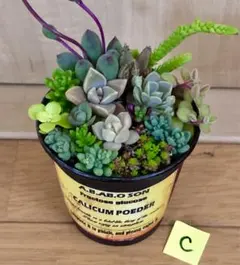 C そのまま飾れます❤️ カラフル　紅葉　多肉植物　寄せ植え　育て方メモつき