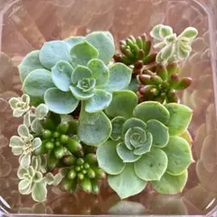エケベリア【七福神】2株入り♪寄せ植えセットのサムネイル