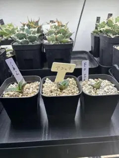 2026年最新】アガベ 子株 セットの人気アイテム - メルカリ