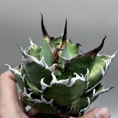 龍門】アガベ チタノタ“極上OC白鯨”精品スーパーボール白鯨 - メルカリ