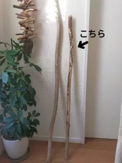 流木 約100cm